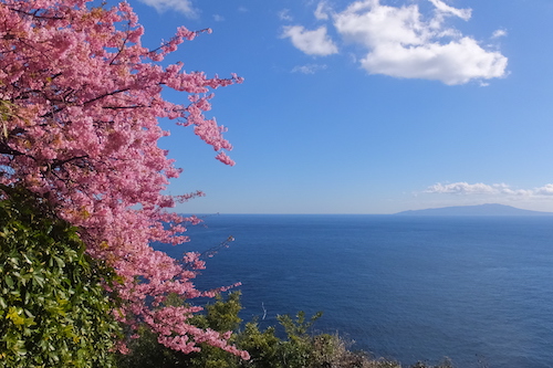 河津桜と大島を望む絶景